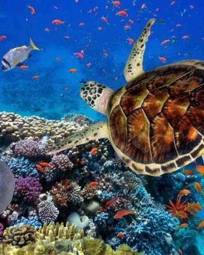 Костенурка и малки рибки, плуващи край кораловите рифове в Червено мрое край Марса Алам, Египет