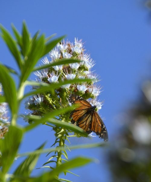 nikoline-lauritzen-scJHHwfkJYY-unsplash