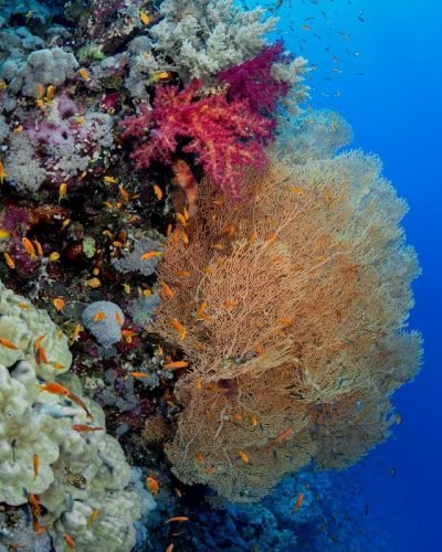 Коралови рифове в Червено море в района на Марса Алам, Египет