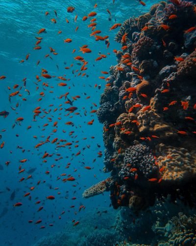Под водата в Червено море с много червени рибки и коралови рифове край Марса Алам, Египет